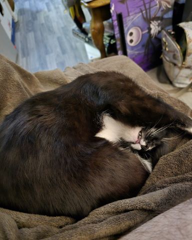 Cute Tuxedo named Ozzie