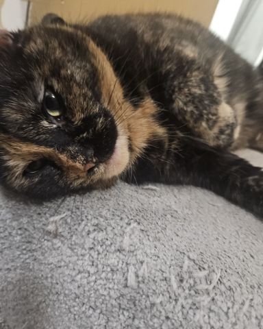Cute fat named Snickers