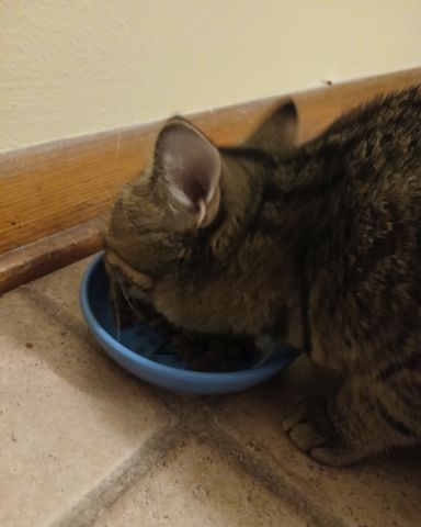 Cute tabby named Cookie