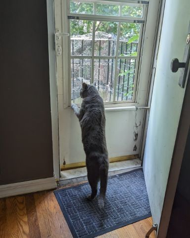 Cute Grey named Theseus