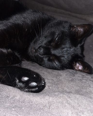 Cute cat named Binx 🖤  (Thackery Binx)