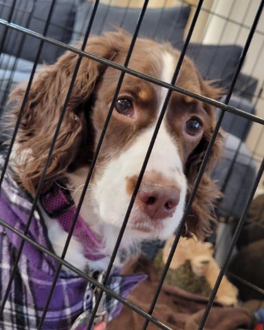 Cute English Springer Spaniel named Sparky