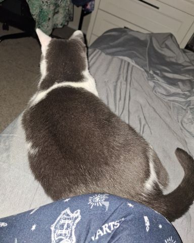 Cute American Shorthair named Cloudfur
