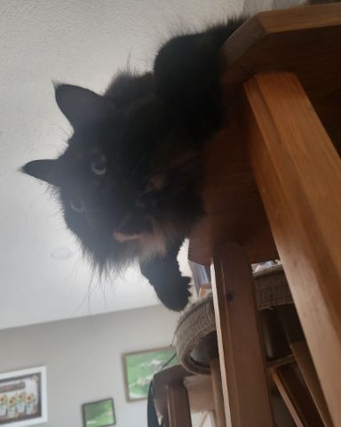 Cute cat named Minnie