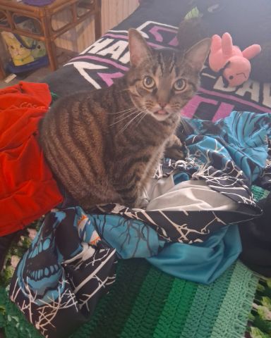Cute cat named brimstone