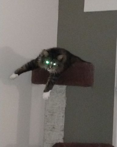 Cute cat named Jordan