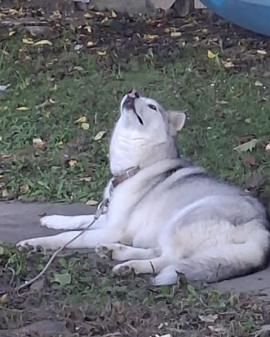 Cute husky named Athena