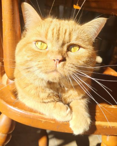 Cute American Shorthair named Rosie