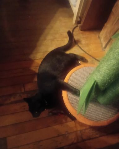 Cute Black cat named Jinx