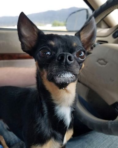 Cute Chihuahua named Bandit