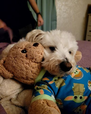 Cute Maltipoo named Bear
