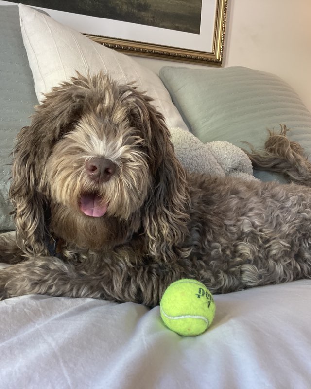 Cute dog named Poppy