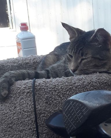 Cute calico tabby named pepper
