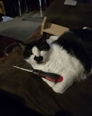 Cute cat named Dobbie