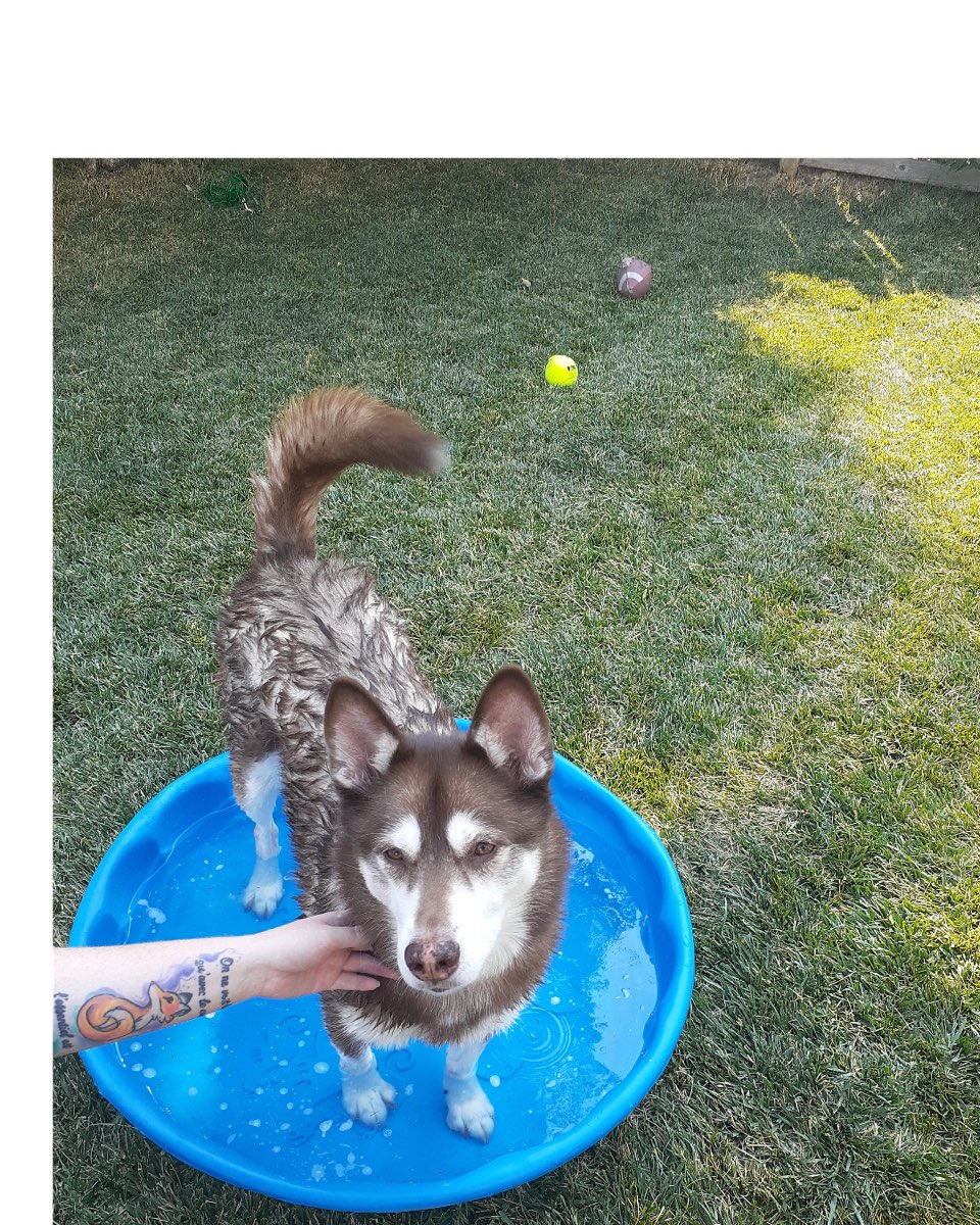 Cute dog named Nala