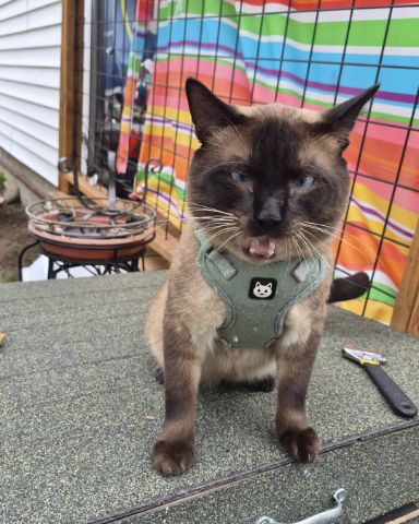 Cute siamese named blue