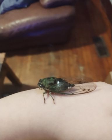 Cute bug named locust