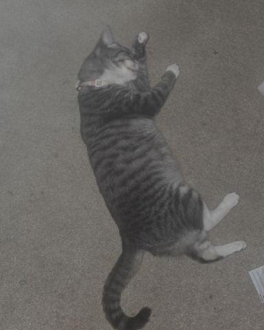 Cute Tabby named Kira