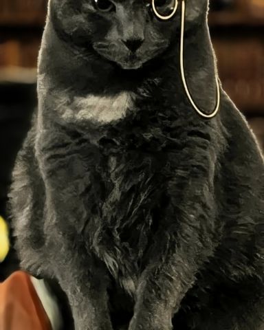 Cute Domestic Shorthair named Graybee
