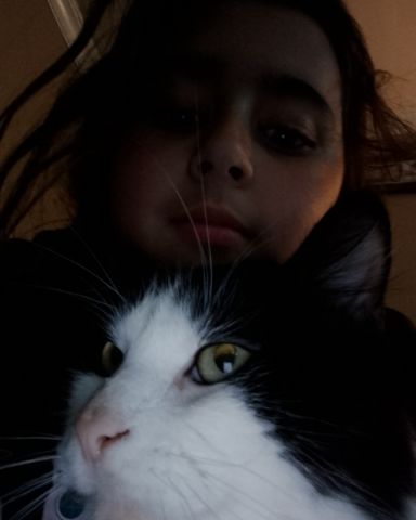Cute tuxedo cat named lola