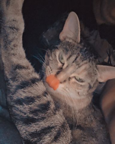 Cute tabby named Nugget