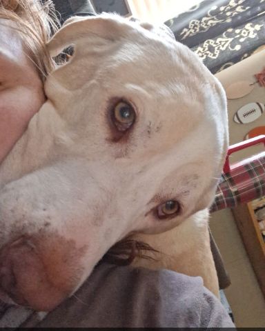 Cute great dane / great pyranes named cuddles