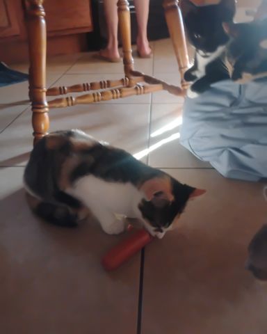 Cute cat named Kiki