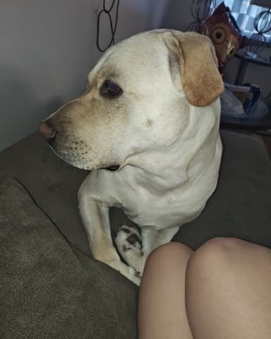 Cute Lab mix with Bull Terrier named Rexy