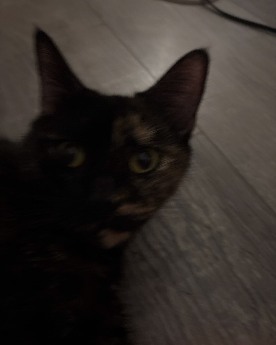 Cute cat named Roxy,nacho,noodle,sunny