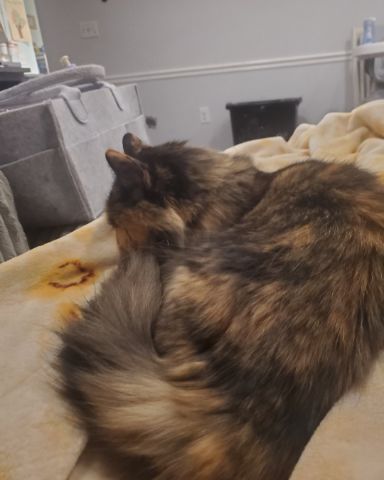 Cute calico named Nova