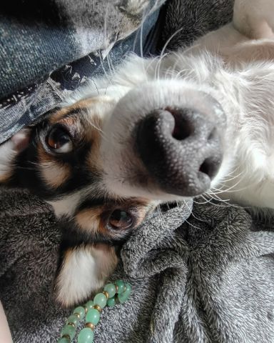Cute Rat Terrier named Lilly