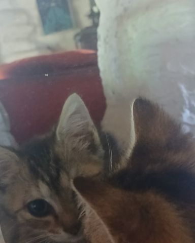 Cute tabby named willow