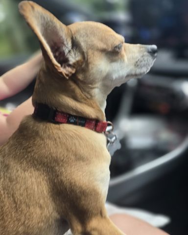Cute rat terrier chihuahua mix named peanut butter (pb)