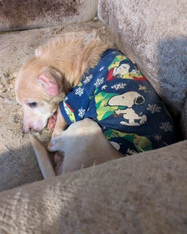 Cute dog named Sammy