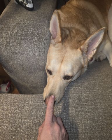 Cute Labsky named Bella