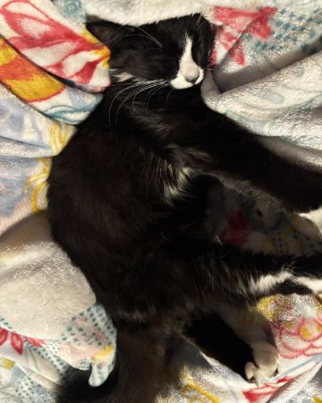 Cute cat named Cookies & cream
