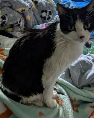 Cute Tuxedo named Igashu