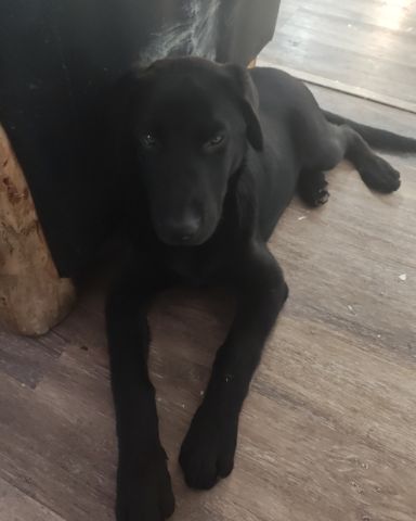 Cute German shepherd mix silver lab named Raider
