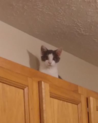 Cute cat named Cloudfur