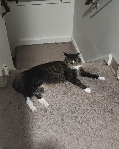 Cute cat named Jordan