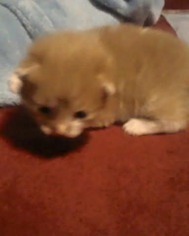 Cute cat named Lucky