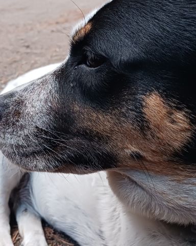 Cute blue heeler named river