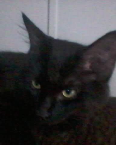 Cute Unsure named Sylvester