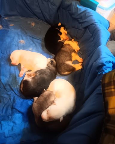 Cute Siberian Husky and German Shepard mix named Puppies