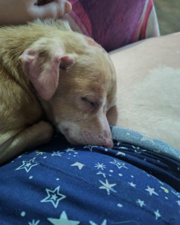 Cute dog named Sammy