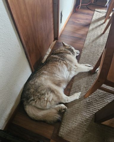 Cute dog named Aurora