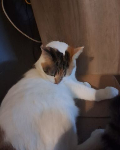 Cute Calico maincoon named Callie