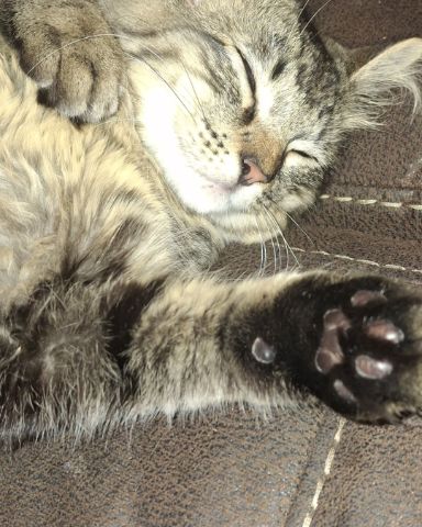 Cute Domestic Mediumhair Tabby named Bash, Bashy, Bashy-Boy, BashMcTash