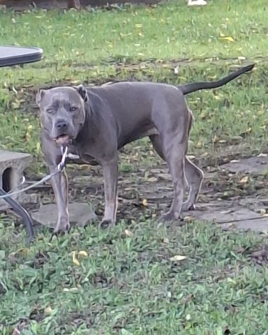 Cute pitbull named violet