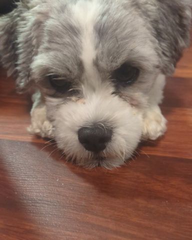 Cute dog named candy!🍭🍬